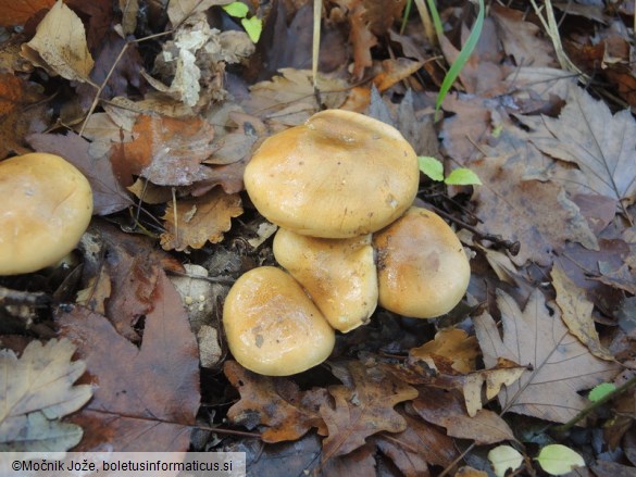 Cortinarius olidus