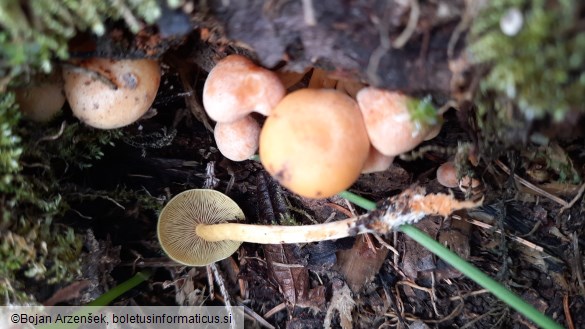 Hypholoma fasciculare