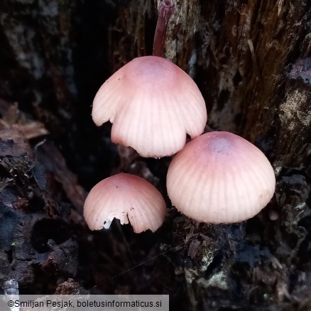 Mycena sanguinolenta