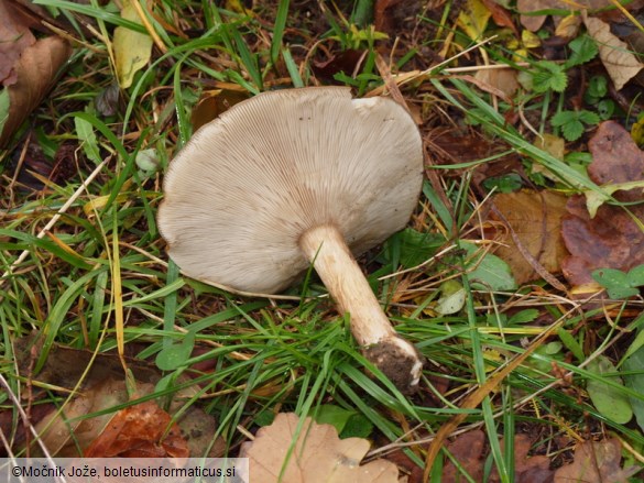 Melanoleuca grammopodia