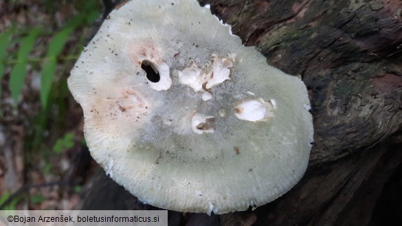 Russula virescens