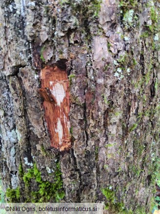 Armillaria