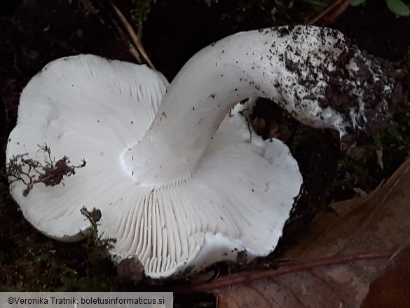 Tricholoma columbetta