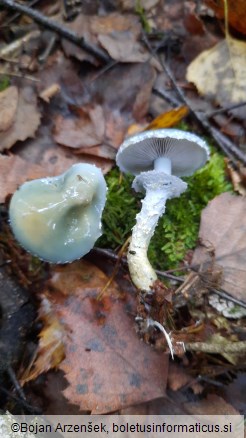 Stropharia aeruginosa