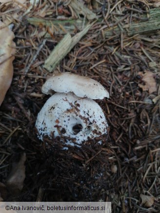 Boletus reticulatus