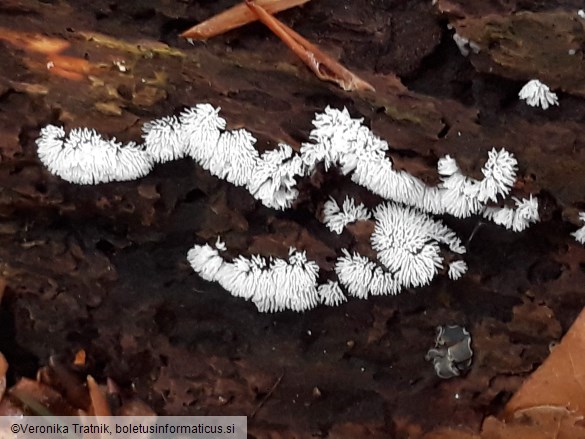 Ceratiomyxa fruticulosa