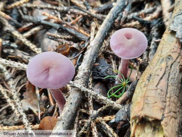 Laccaria amethystina