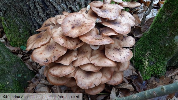 Armillaria ostoyae