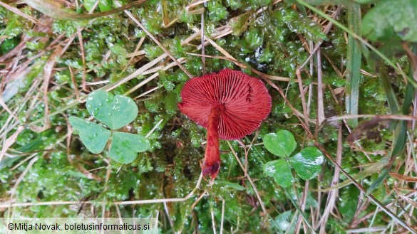 Cortinarius sanguineus