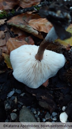 Melanoleuca melaleuca