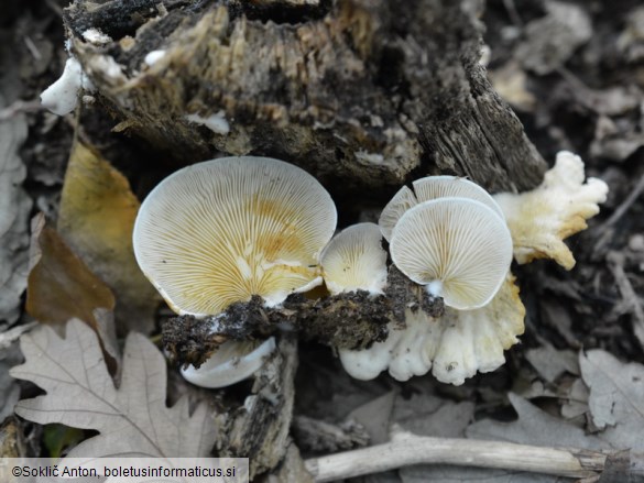 Crepidotus macedonicus