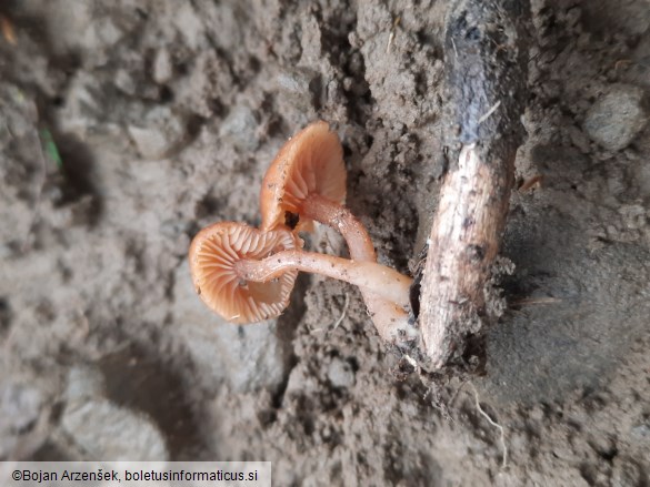 Tubaria hiemalis