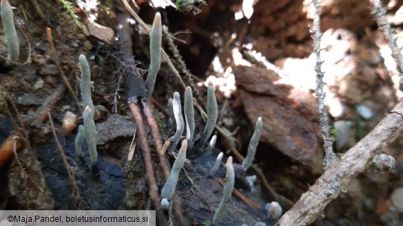 Xylaria hypoxylon