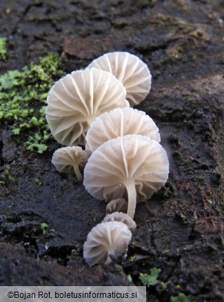 Phloeomana alba