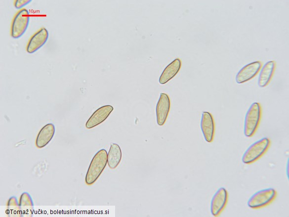 Xerocomellus ripariellus