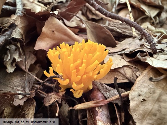 Calocera viscosa