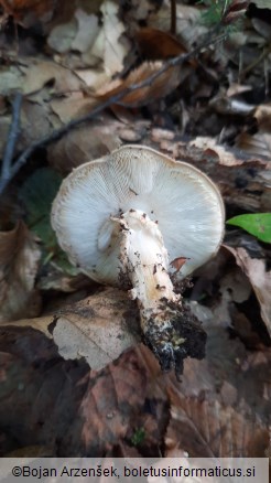 Lepiota aspera