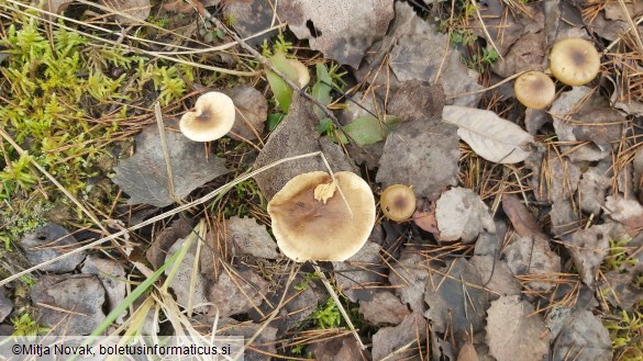 Hygrophorus hypothejus