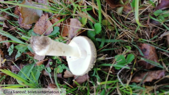 Amanita franchetii