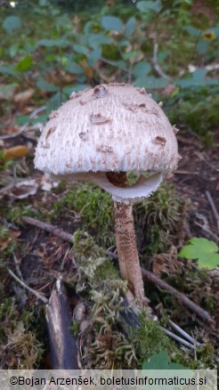 Macrolepiota procera