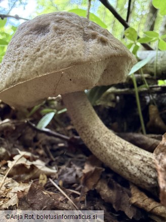 Leccinellum pseudoscabrum
