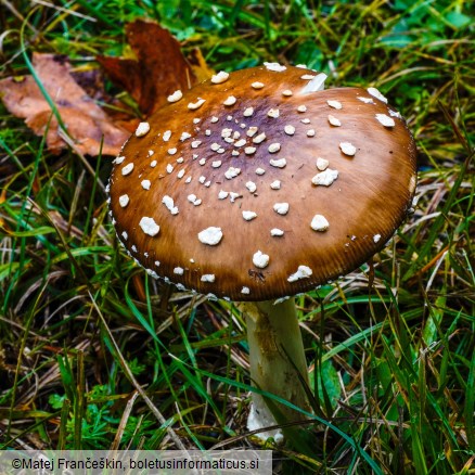 Amanita pantherina