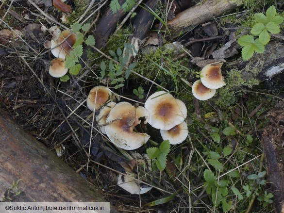 Pholiota lubrica