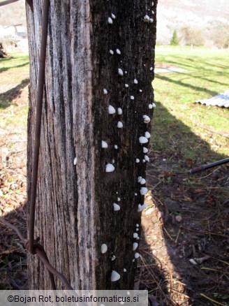 Crepidotus cesatii var. cesatii