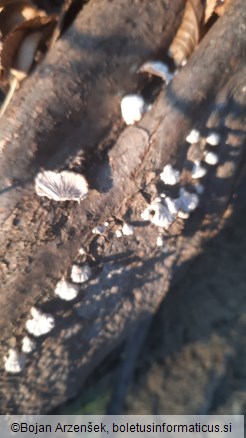 Schizophyllum commune