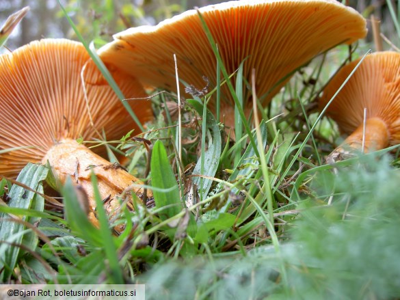 Lactarius deterrimus