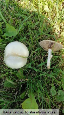 Agrocybe dura