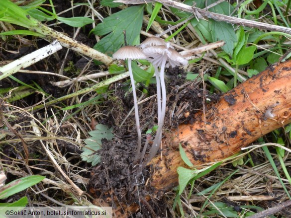 Mycena rubromarginata