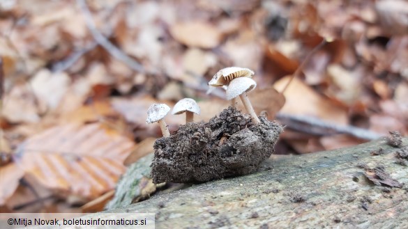 Inocybe petiginosa