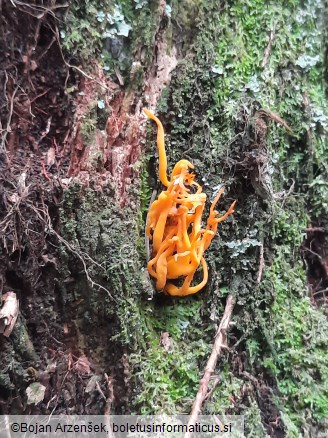 Calocera viscosa