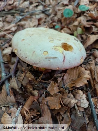 Rubroboletus rhodoxanthus