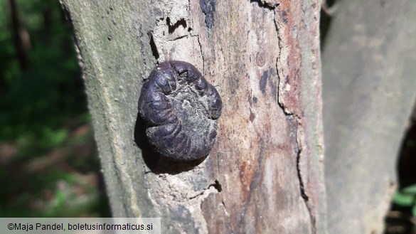 Daldinia concentrica