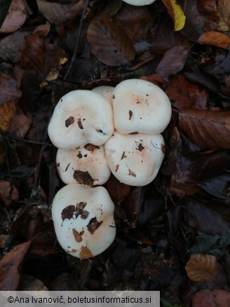 Hygrophorus poetarum