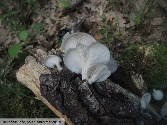 Pleurotus pulmonarius