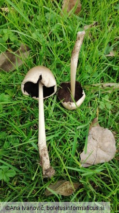 Coprinopsis atramentaria