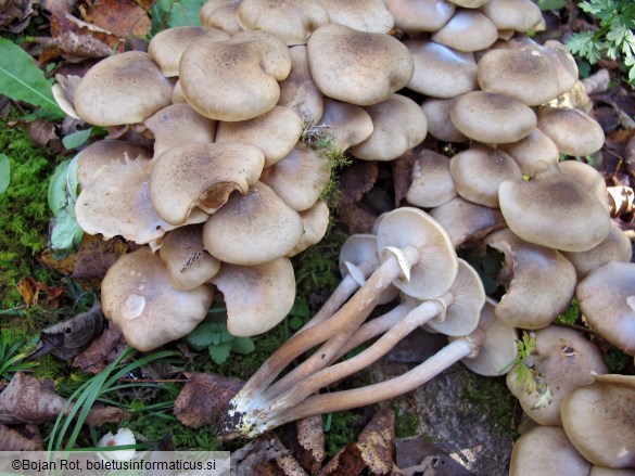 Armillaria mellea