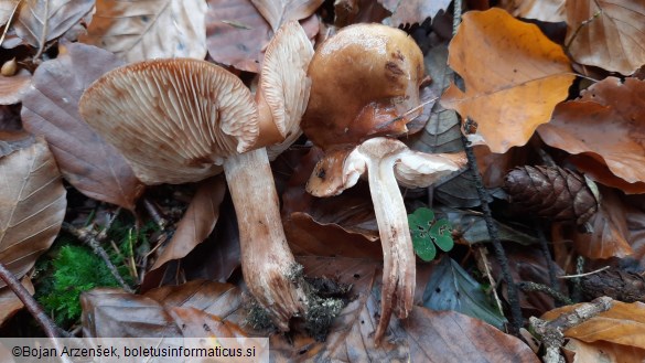 Tricholoma ustale