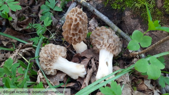 Morchella esculenta