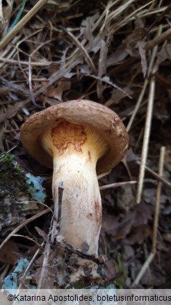 Paxillus involutus