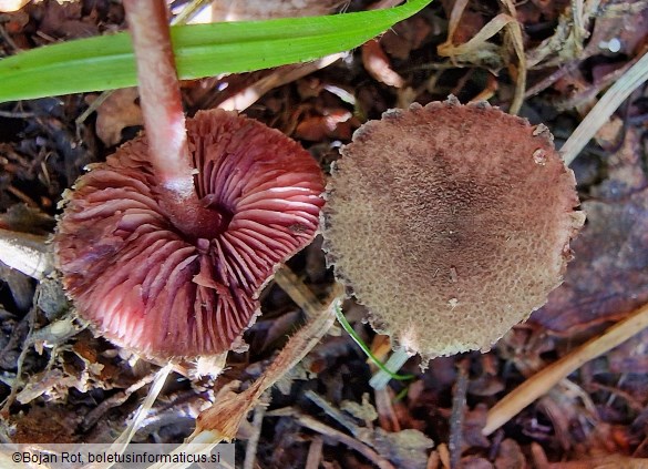 Melanophyllum haematospermum