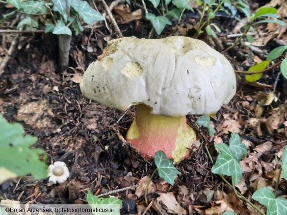Rubroboletus satanas