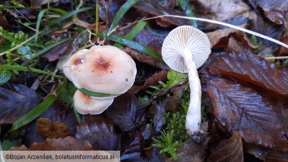 Hygrophorus discoideus