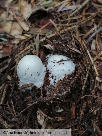 Amanita virosa