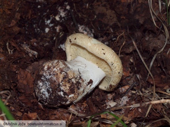 Leucopaxillus tricolor