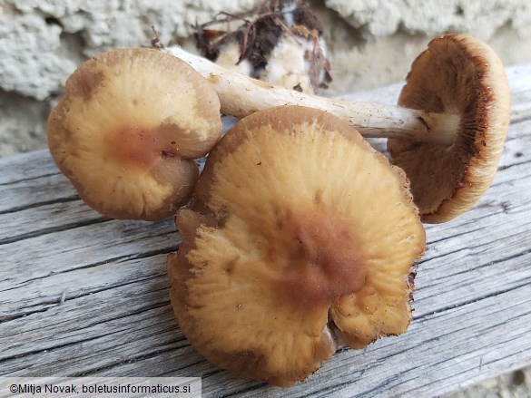 Psathyrella spadiceogrisea