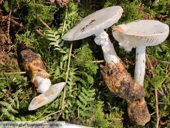 Amanita proxima